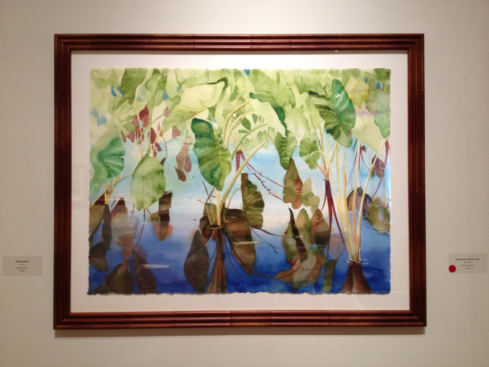 "Kalo can only grow in fresh water"